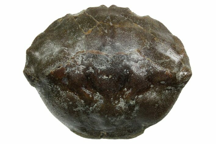 Eocene Fossil Crab (Pulalius) Carapace - Washington State #354980